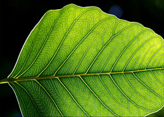 无限循环呼叫电话软件